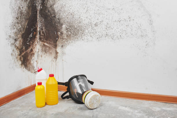 Best Home Mold Removal  in Dunnigan, CA