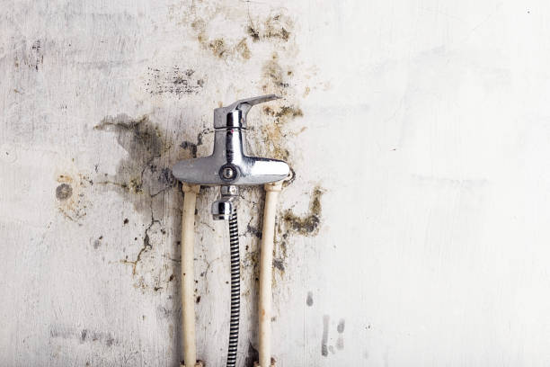 Best Mold Removal Near Me  in Dunnigan, CA