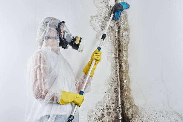 Best Mold Damage Repair  in Dunnigan, CA