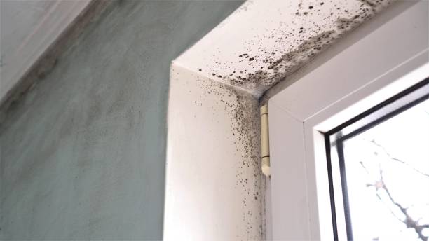 Mold Removal and Inspection in Dunnigan, CA