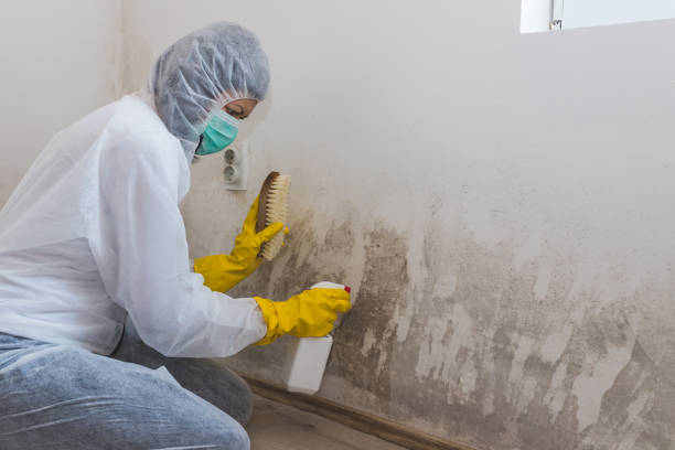 Best Commercial Mold Removal  in Dunnigan, CA