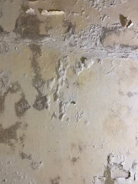 Best Certified Mold Removal  in Dunnigan, CA