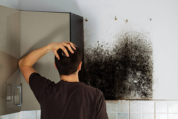 Best Black Mold Removal  in Dunnigan, CA