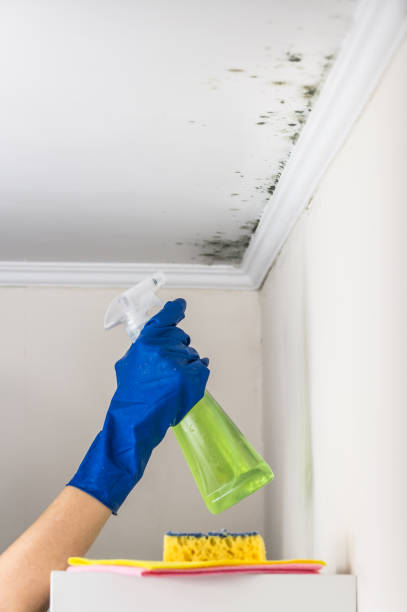 Best Residential Mold Removal  in Dunnigan, CA